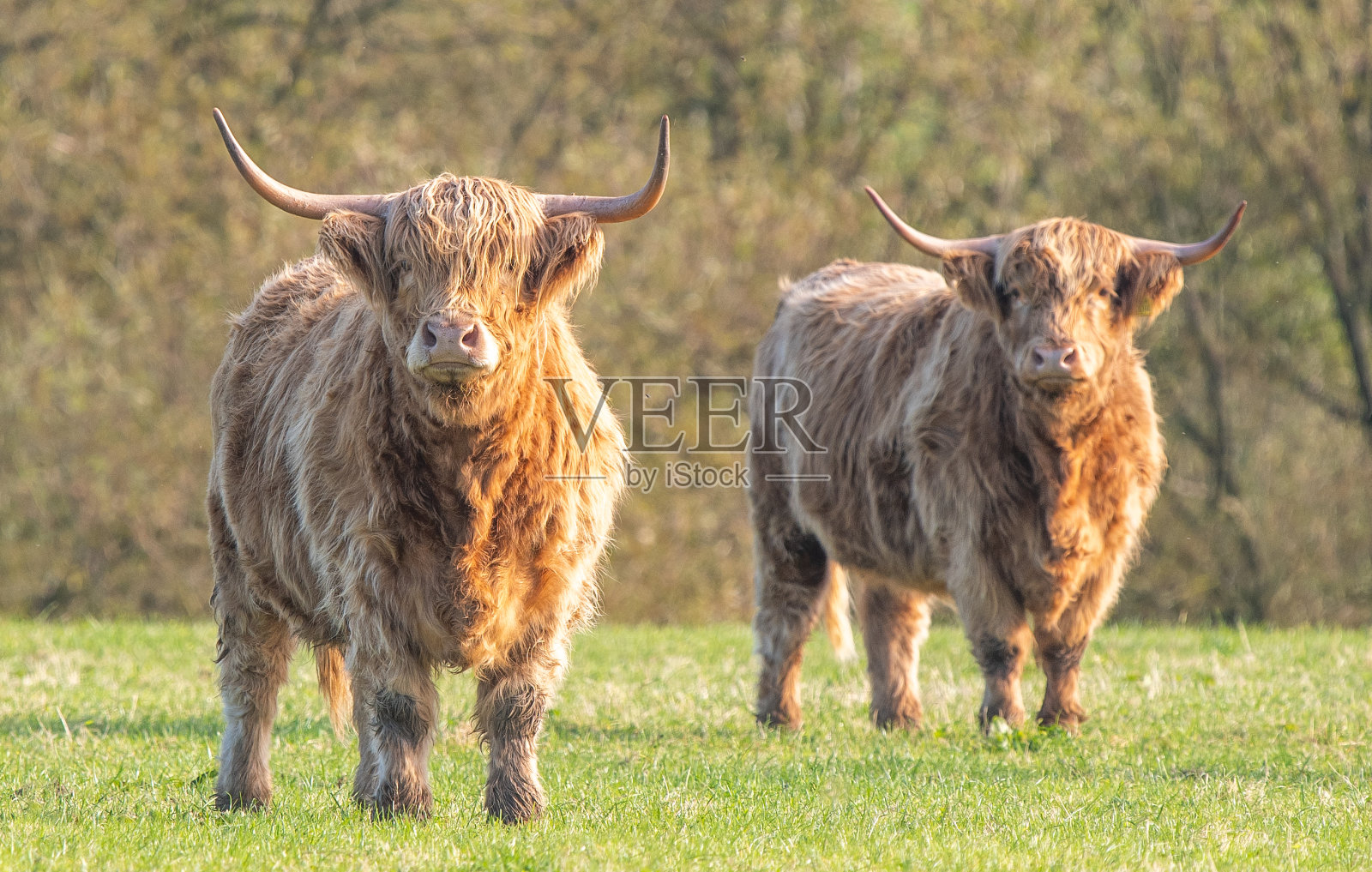 高地牛照片摄影图片