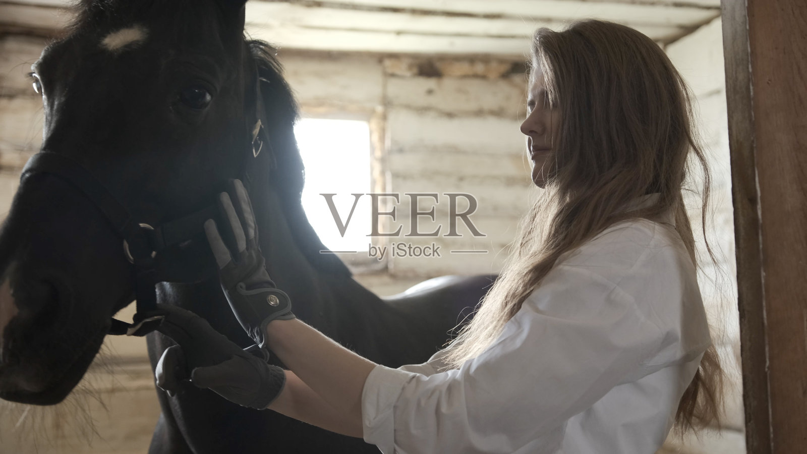 一个穿着白衬衫戴着手套的女孩给马戴上笼头照片摄影图片