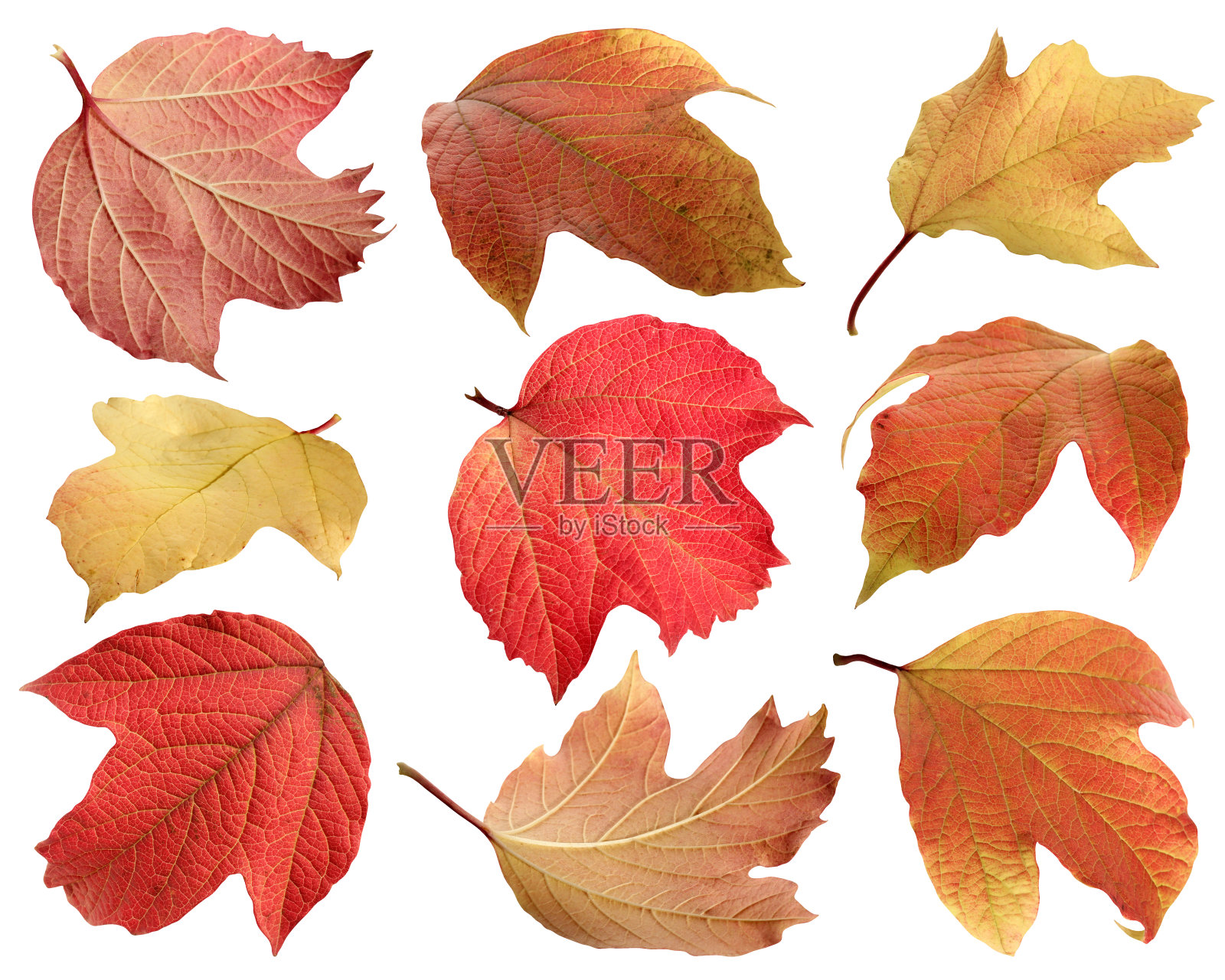 收集秋天荚蒾的叶子孤立在一株白色。照片摄影图片