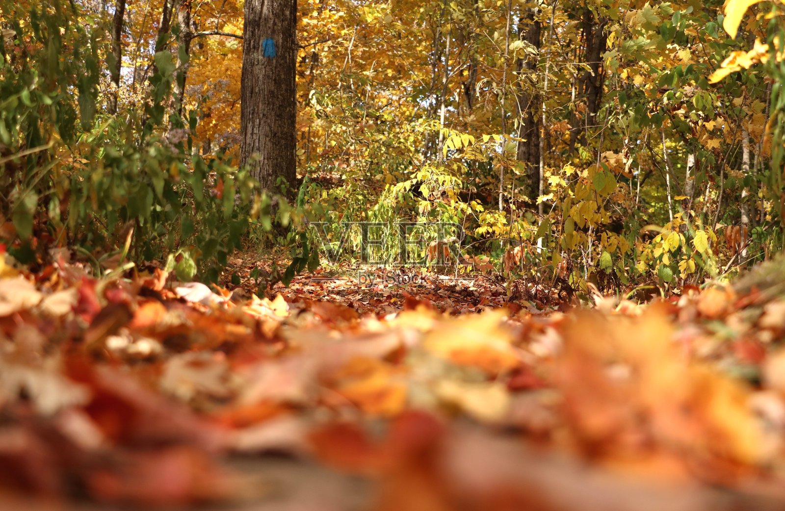 秋天在缅因州照片摄影图片