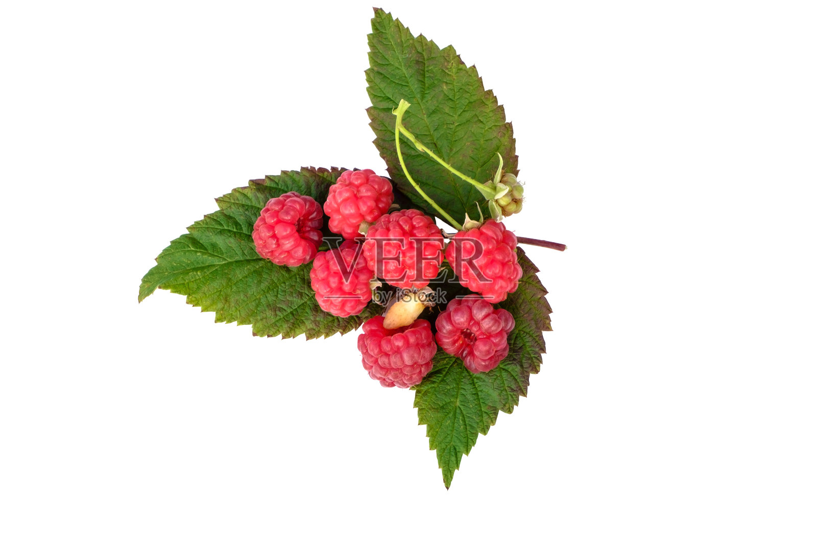 几颗晚秋浆果，挂在一片树叶上。孤立在白色的。照片摄影图片