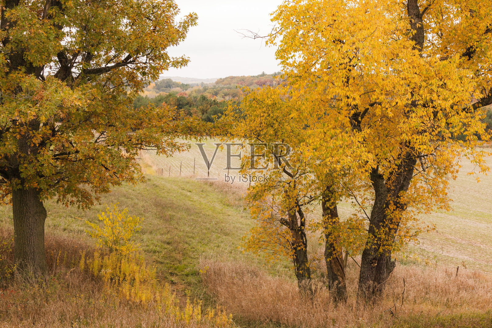 草地上的秋树。照片摄影图片