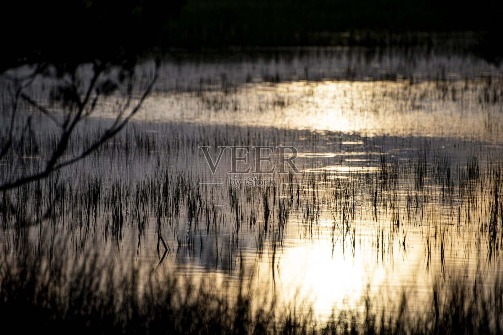 夕阳反射在潮间带沼泽照片摄影图片