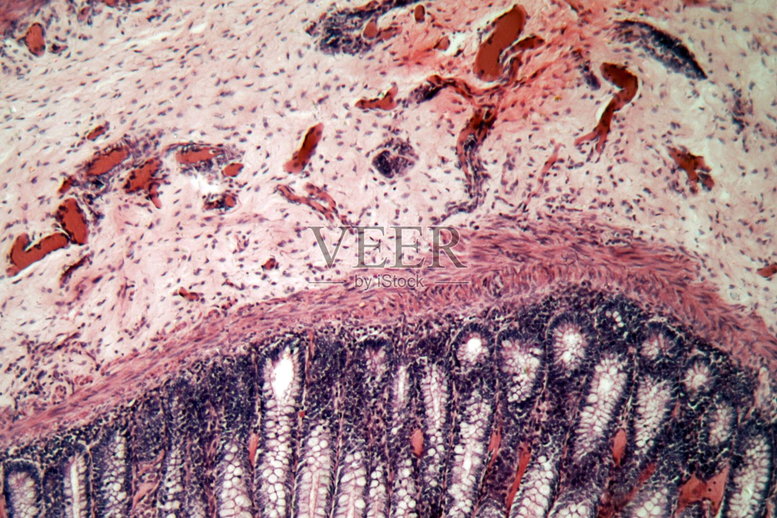 狗直肠细胞的显微镜照片。照片摄影图片