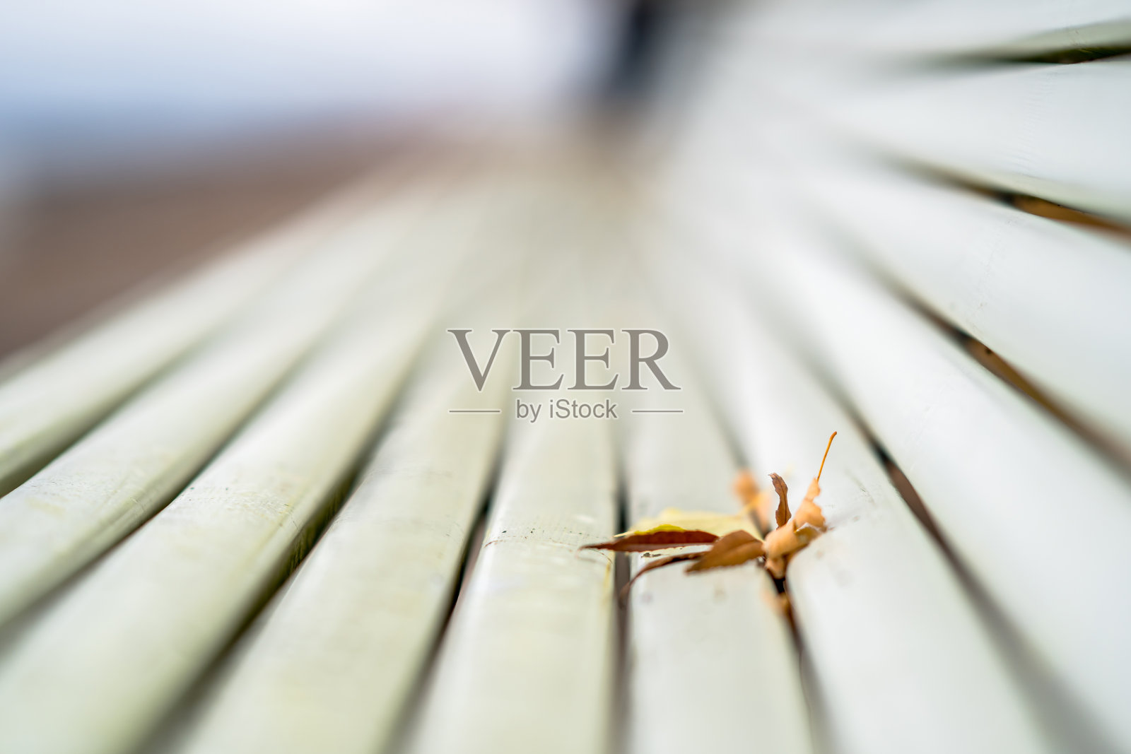 长凳上的秋叶照片摄影图片