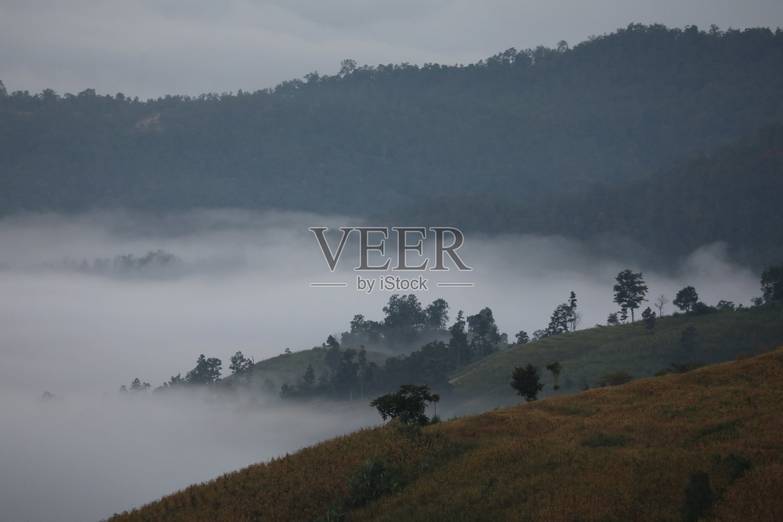 森林深处的晨雾:用于网站/横幅背景，背景照片摄影图片