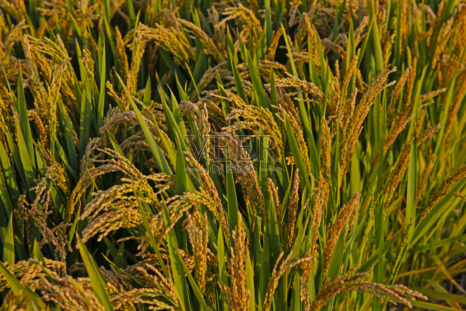 秋天的稻田，收获的景象照片摄影图片