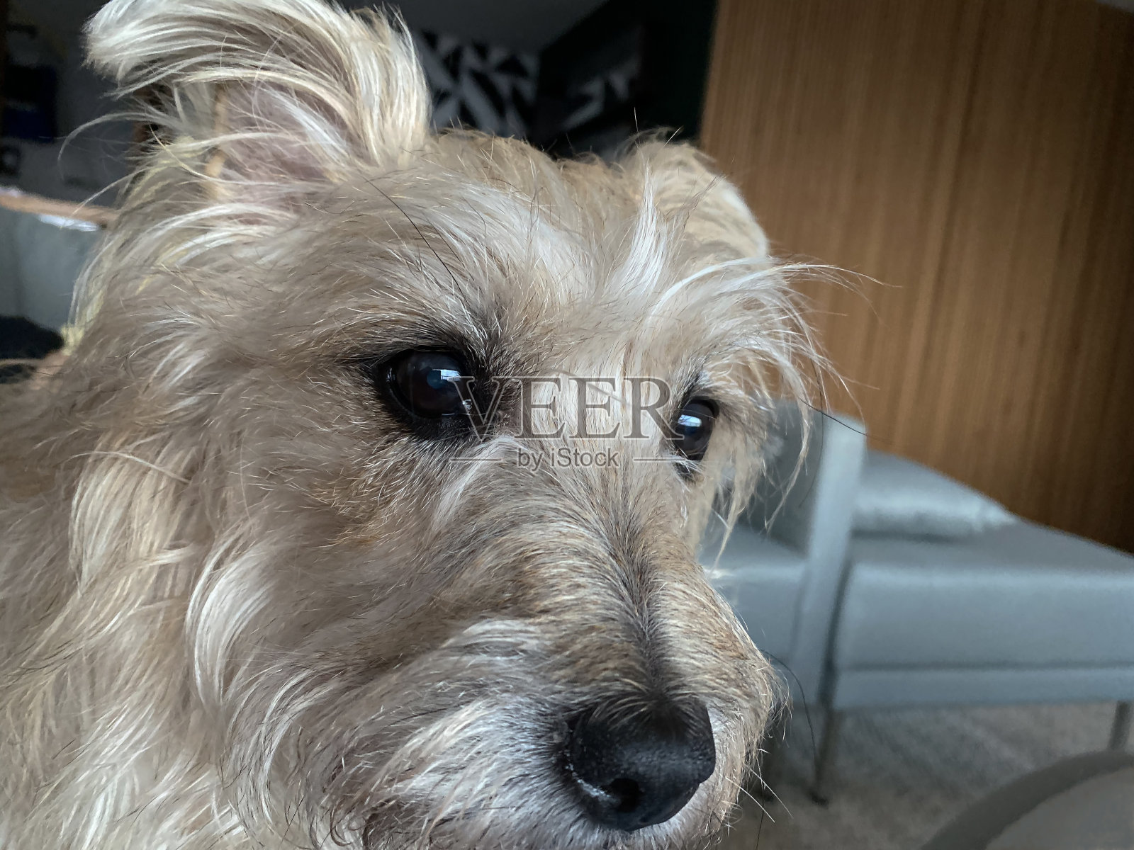 狗脸看着你。照片摄影图片