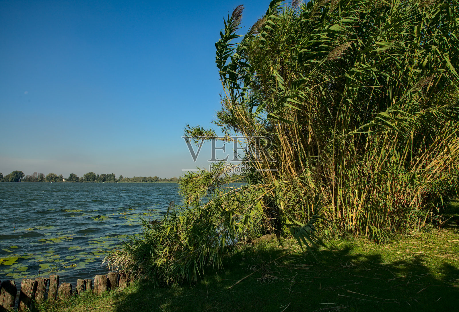 湖边的藤条被风吹弯了照片摄影图片