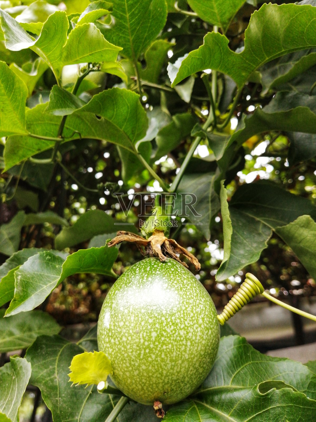 水果照片摄影图片