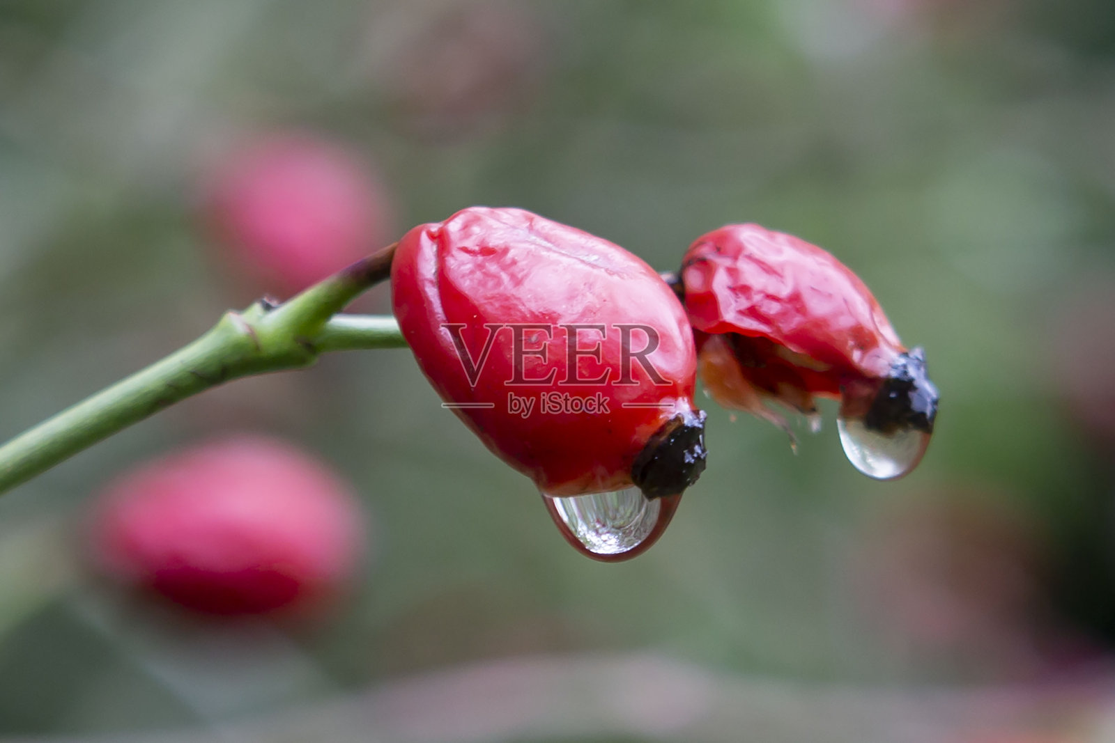 玫瑰果与雨滴照片摄影图片