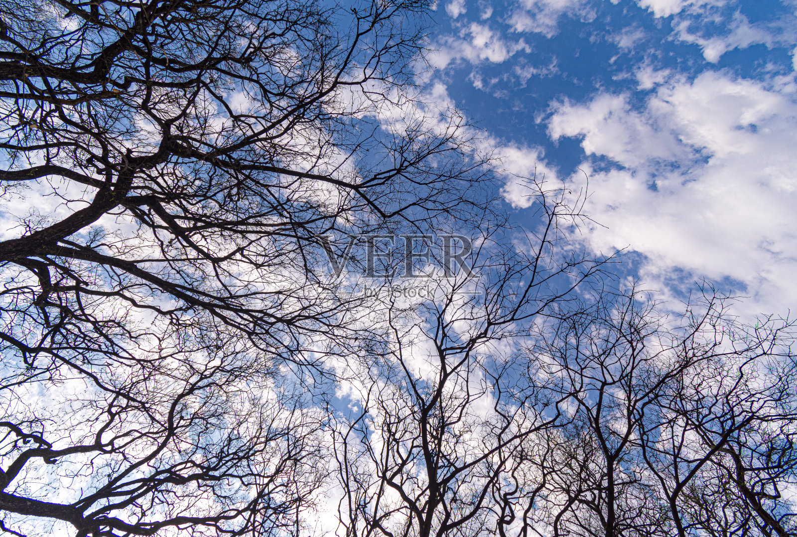 树和它们的树枝，还有后面的天空照片摄影图片