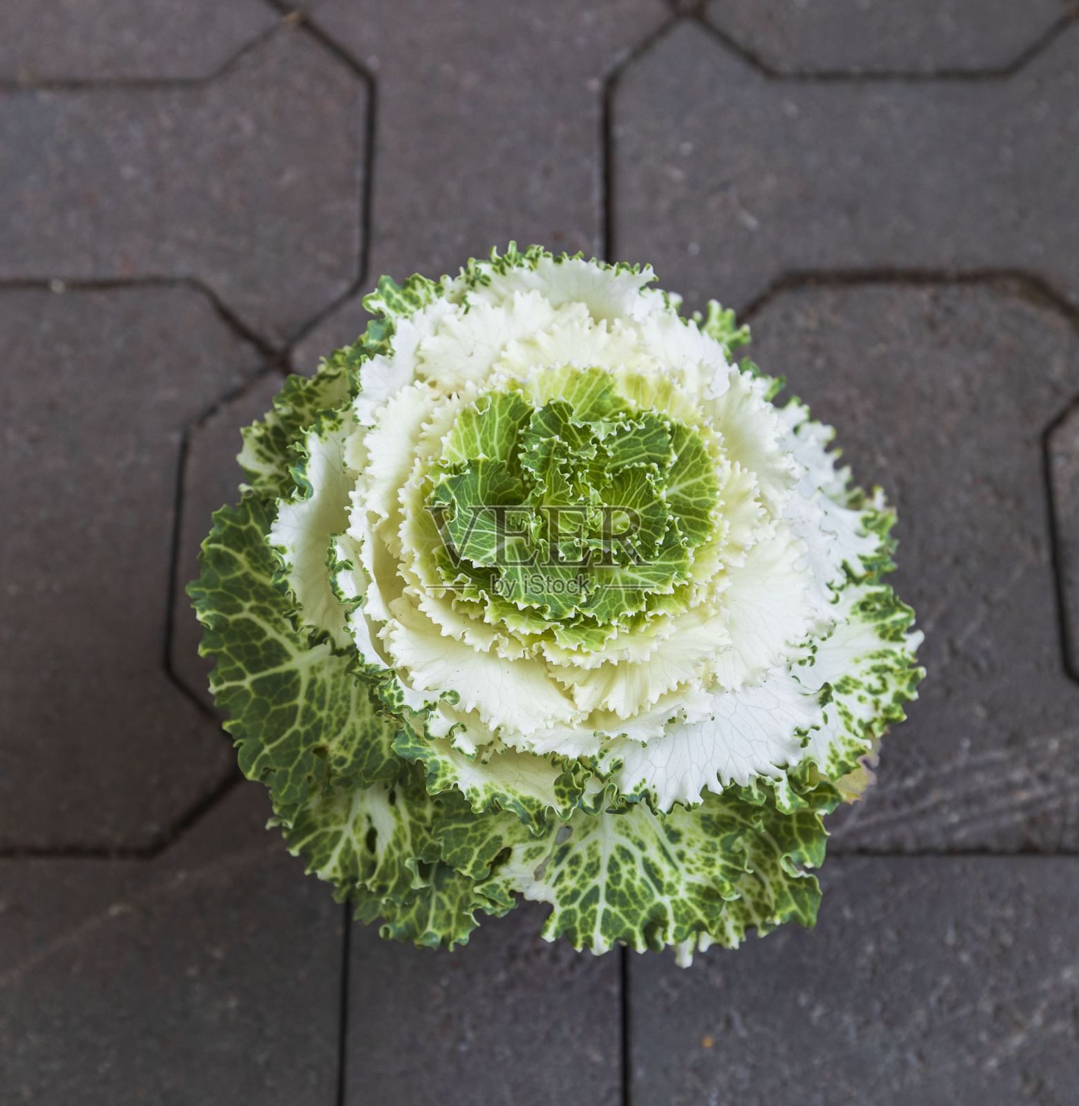 美丽的近距离观看绿色白色装饰花植物。美丽的自然背景。照片摄影图片