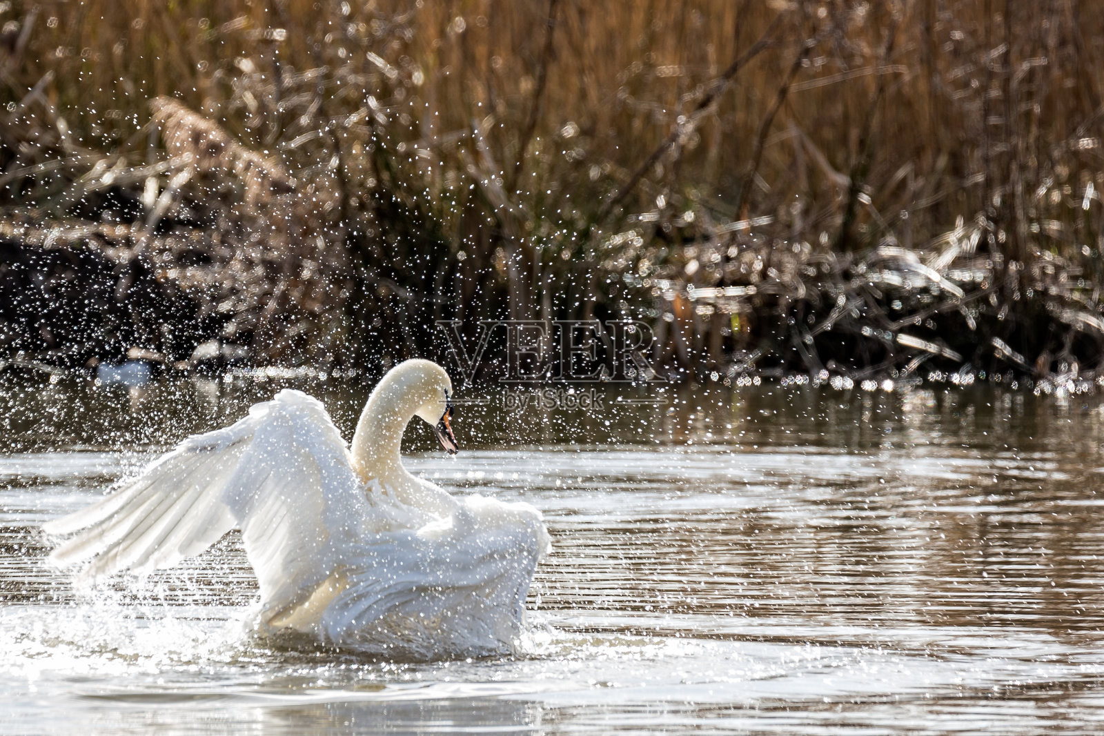 贝斯威克的天鹅扇动翅膀喷出的水滴照片摄影图片