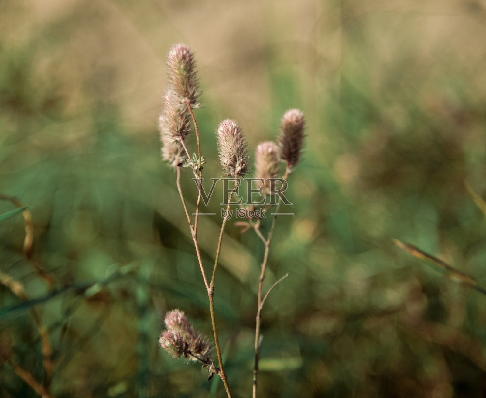草甸三叶草蓬松的花序照片摄影图片