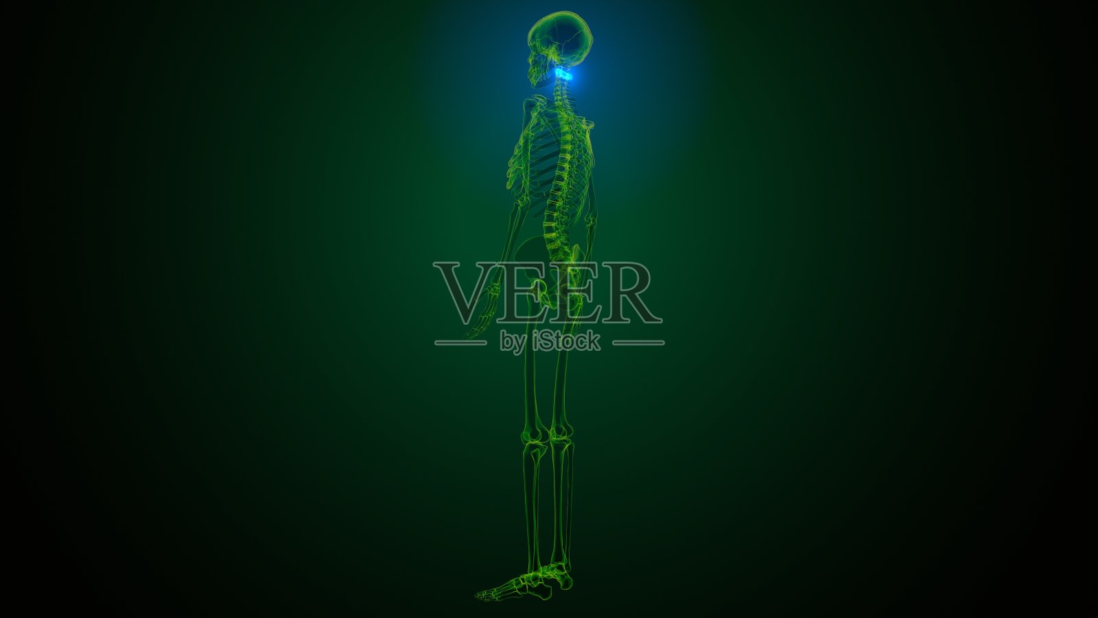 人体骨骼颈椎骨解剖的3d渲染照片摄影图片