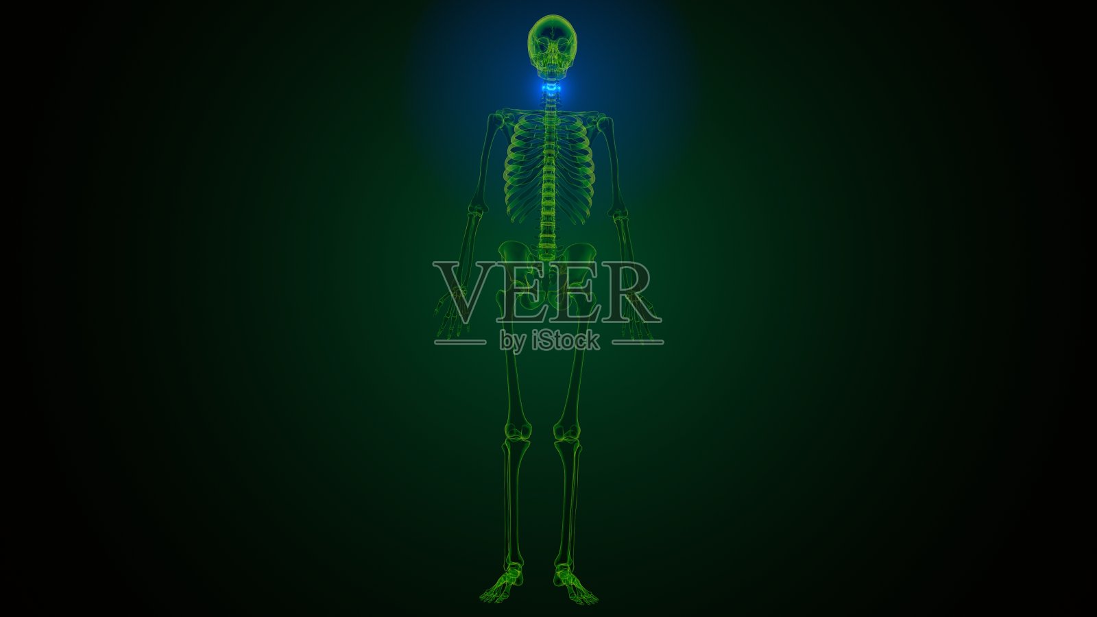 人体骨骼颈椎骨解剖的3d渲染照片摄影图片