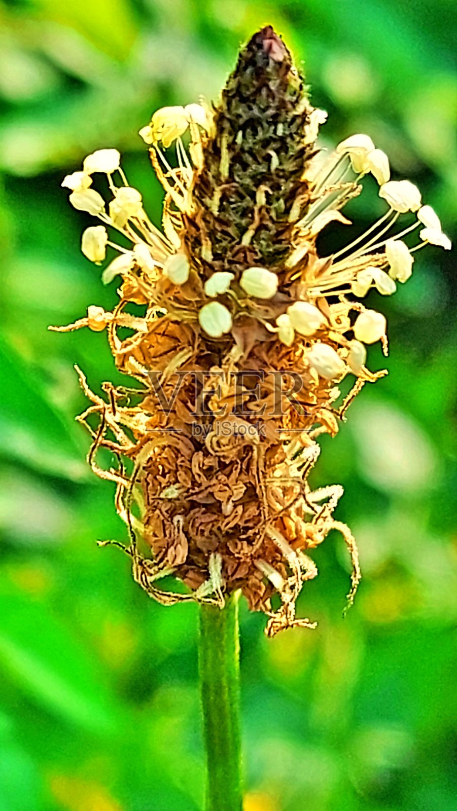 斯匹茨威格里希的花朵照片摄影图片