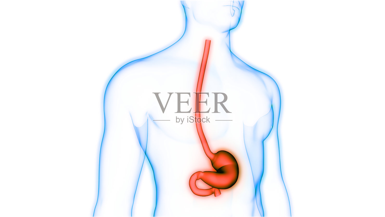 人体消化系统胃解剖学照片摄影图片