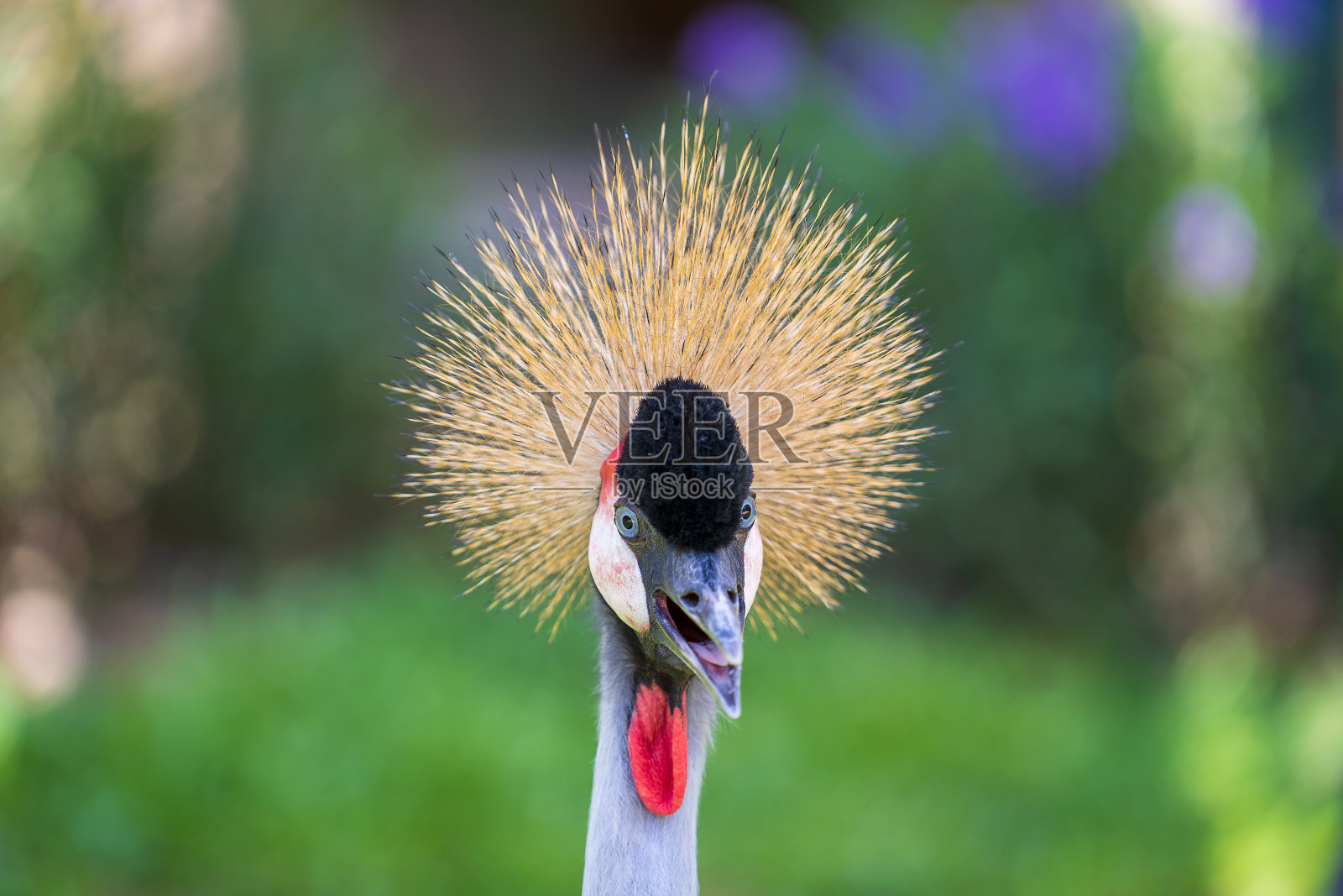 灰冠鹤或巴利阿里卡鹤的肖像，头上有坚硬的金色羽毛照片摄影图片