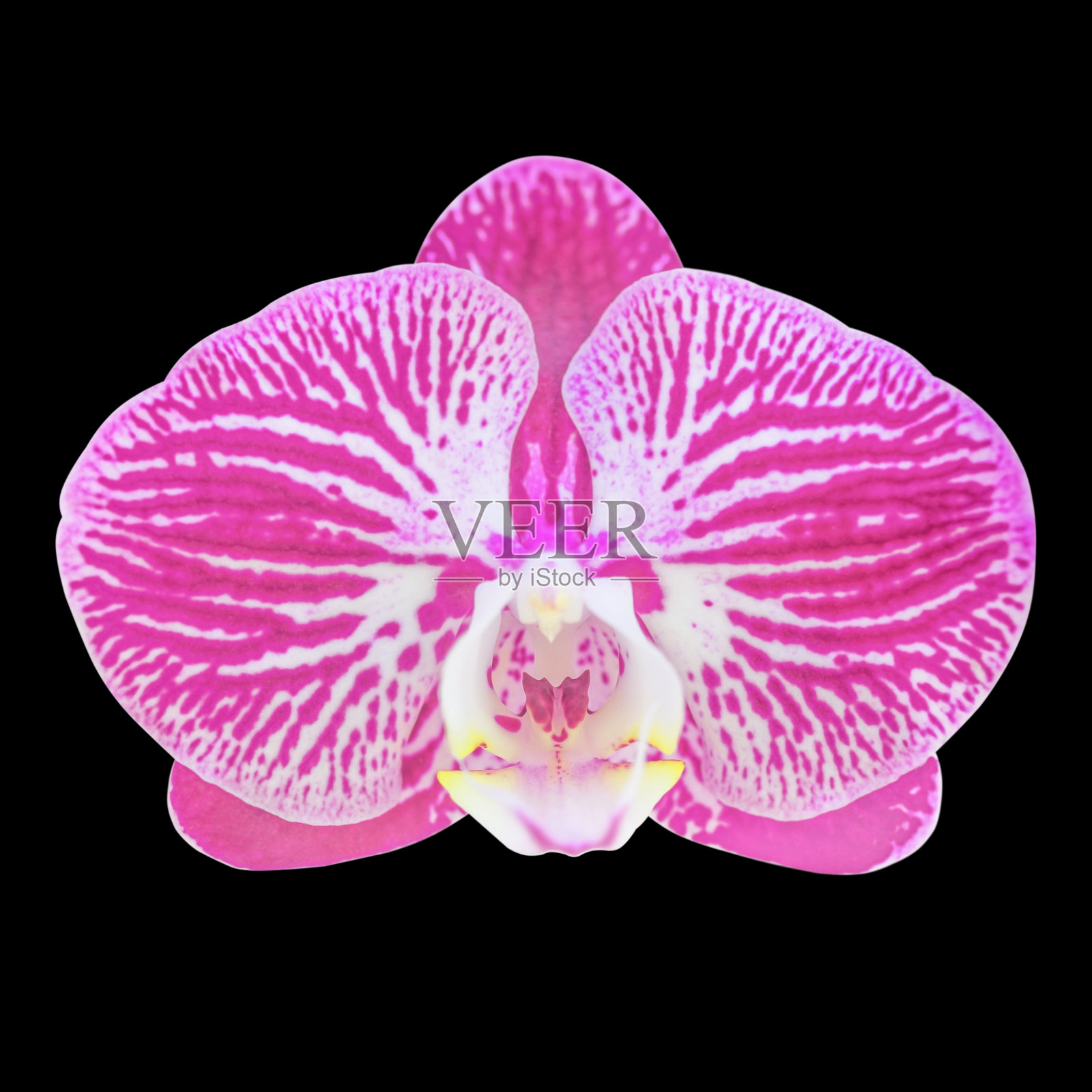 孤立在黑色背景上的粉红色兰花。照片摄影图片