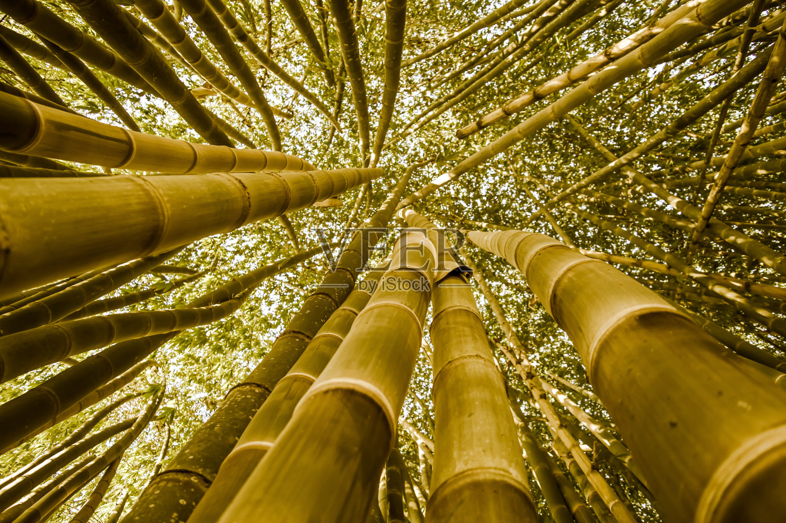 Bambuzal在城市公园，São José dos Campos, SP照片摄影图片