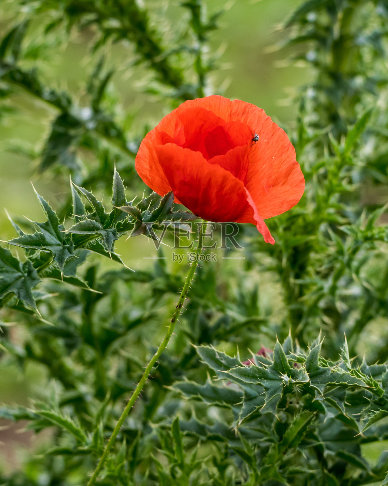 草地上的罂粟花照片摄影图片