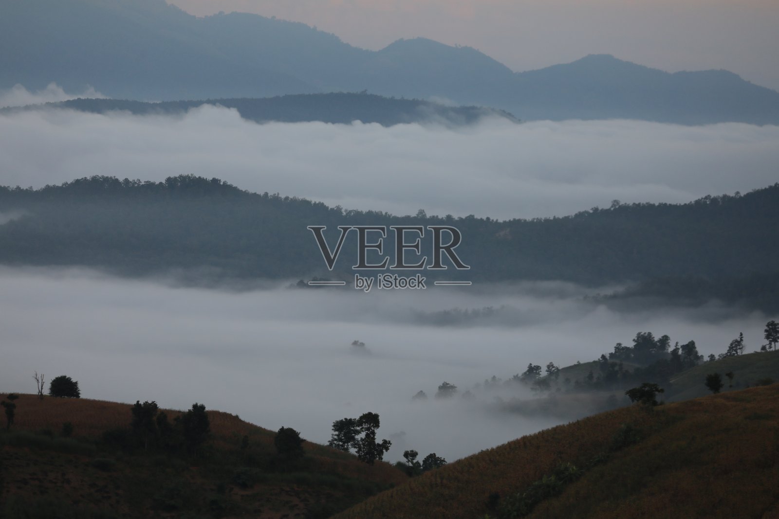 森林深处的晨雾:用于网站/横幅背景，背景照片摄影图片