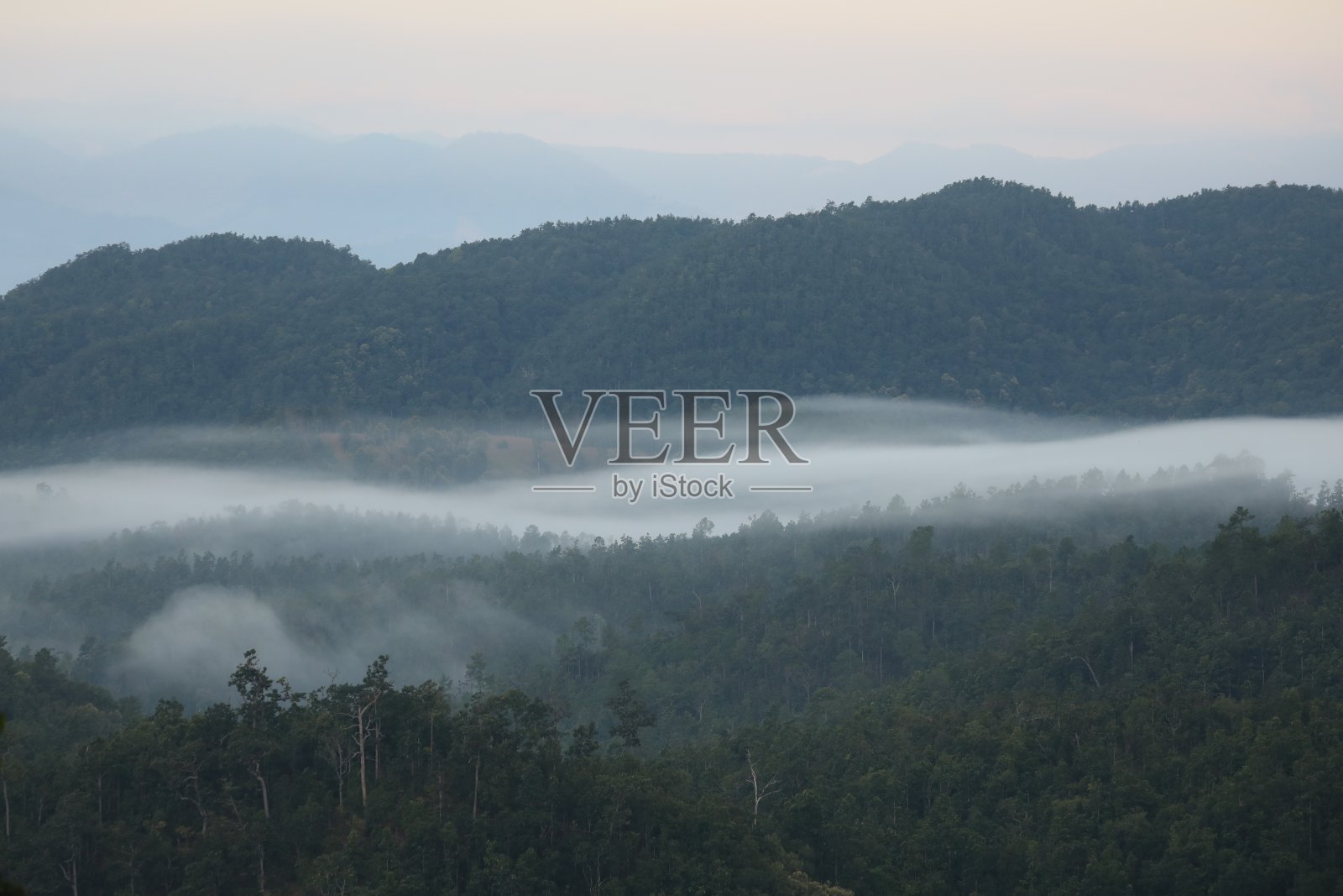 森林深处的晨雾:用于网站/横幅背景，背景照片摄影图片