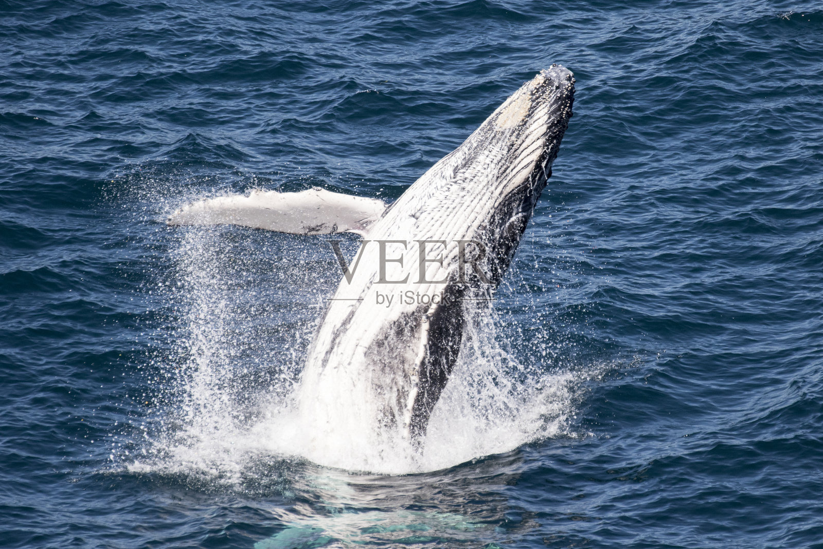 少年座头鲸照片摄影图片