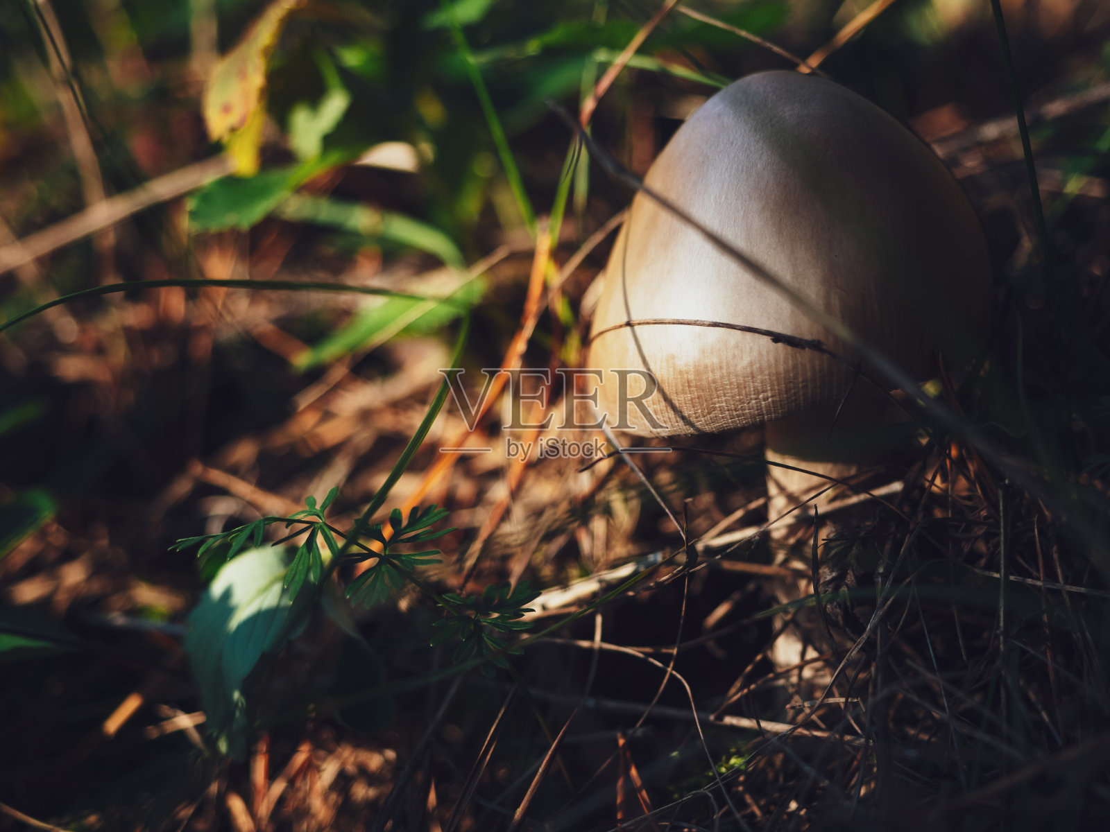 白色的蘑菇生长在森林的草地上。在阳光明媚的天气里，蘑菇在草地和苔藓上的特写。自然背景或屏幕保护程序照片摄影图片