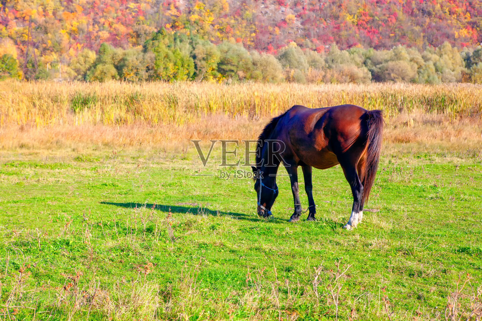 牧场上的棕色马照片摄影图片
