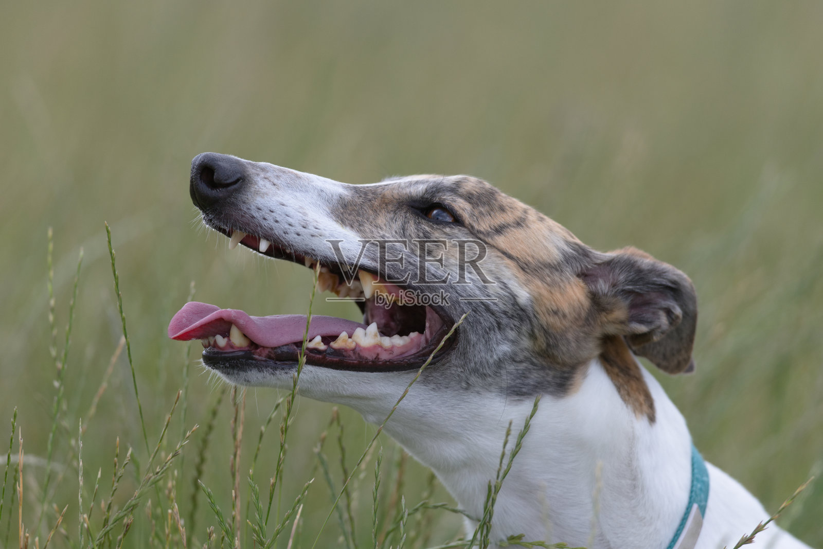 灰狗在长长的草丛中喘着气，背景模糊不清。照片摄影图片