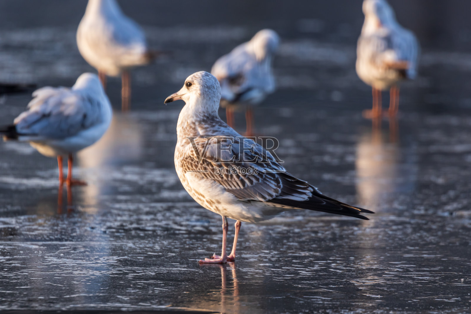 冬天的一天，海鸥站在结冰的河面上。寒冷的冬天，一个阳光明媚的早晨。照片摄影图片