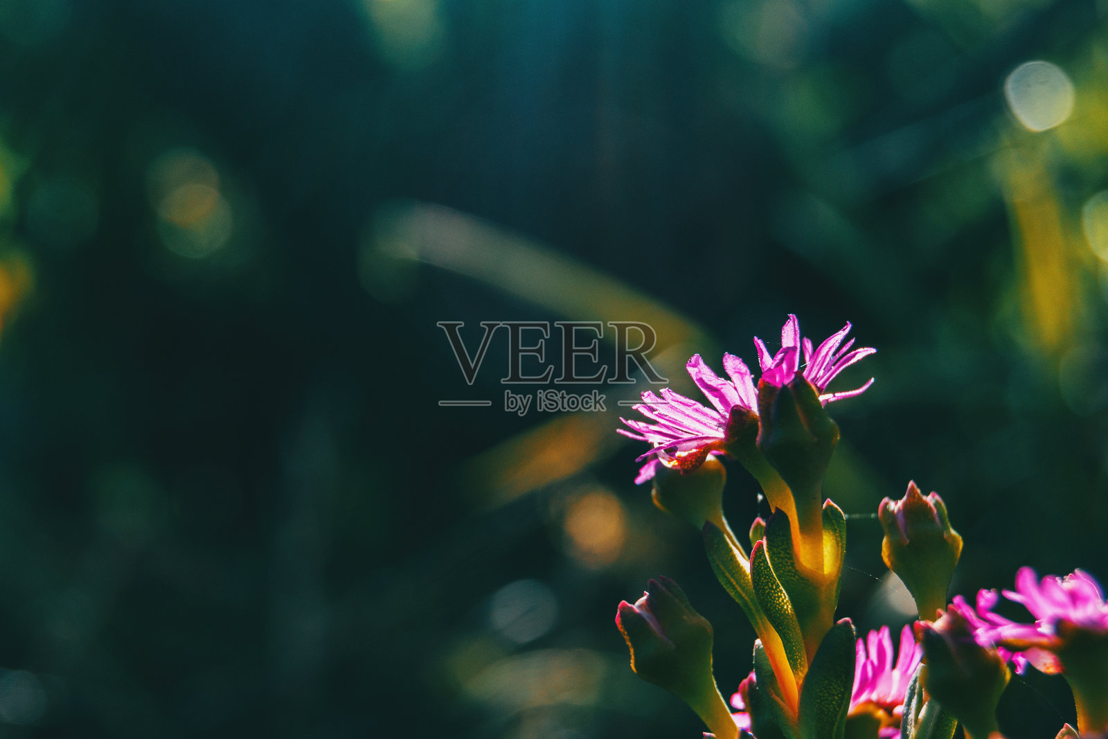 背面的一些紫花的细节照片摄影图片