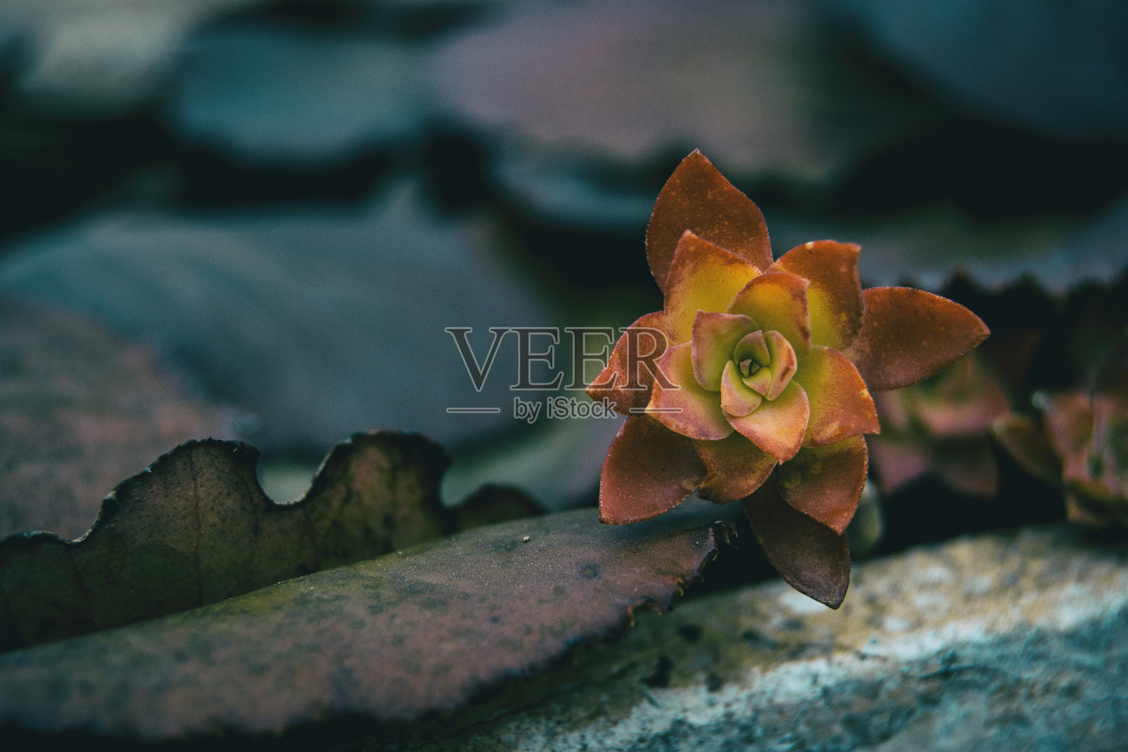 叶子看起来像肉质植物花红色和黄色照片摄影图片
