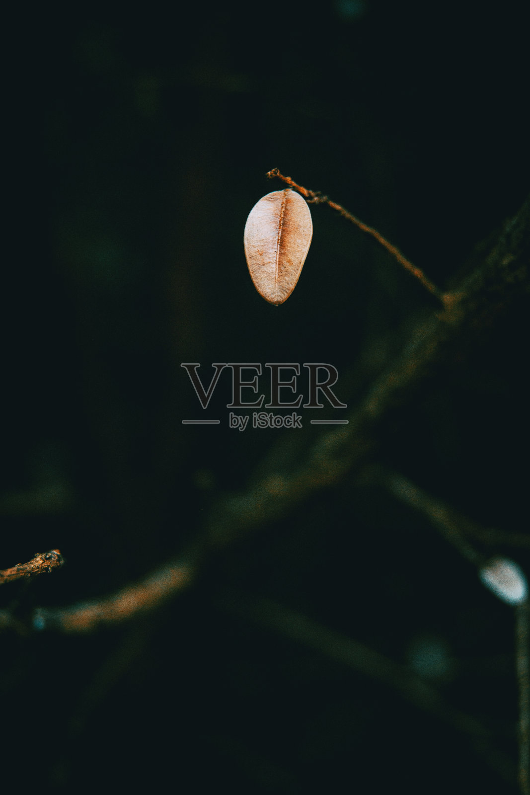 一个小的，干燥的和孤立的叶黄杨特写照片摄影图片