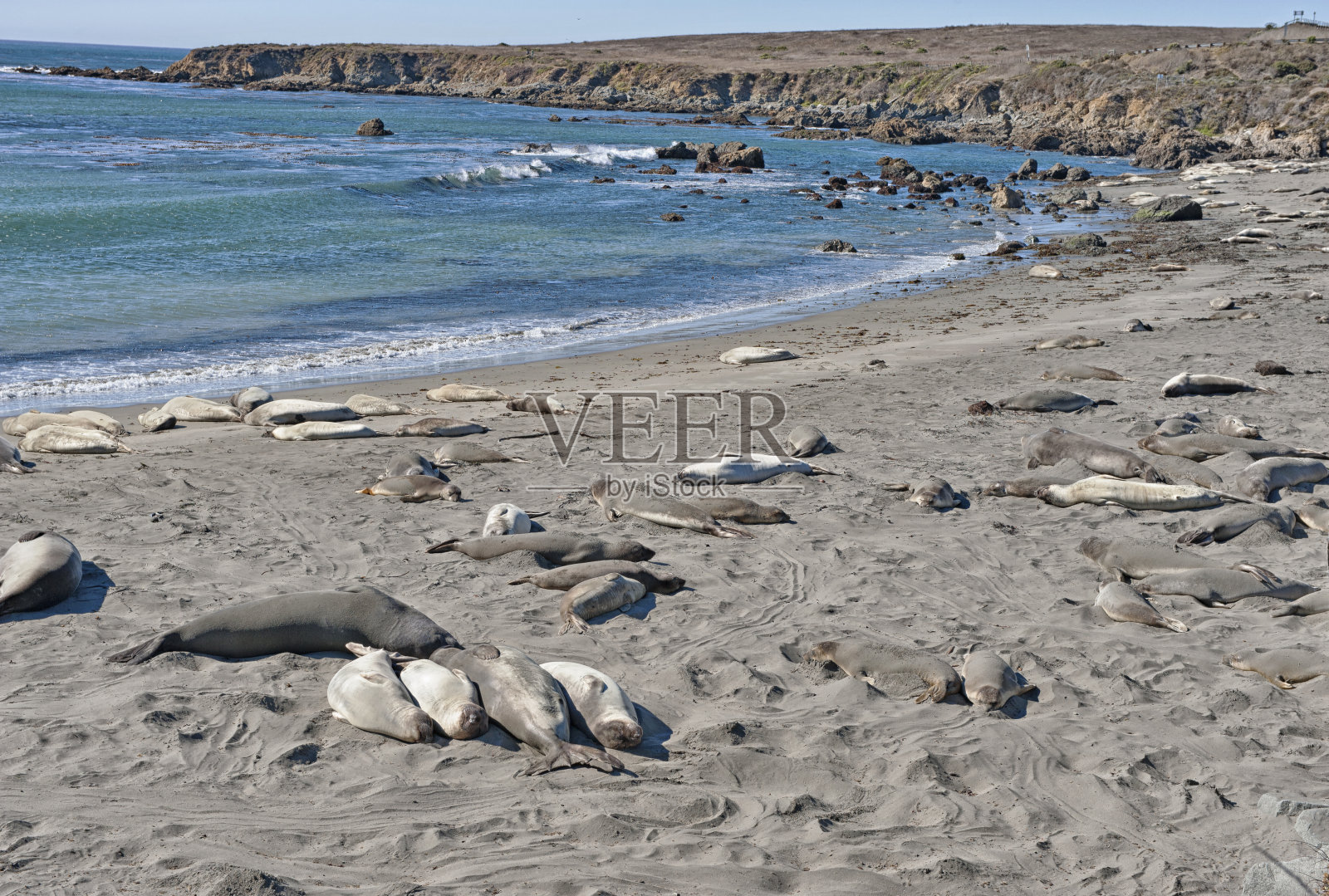 圣西蒙海豹在海滩上休息照片摄影图片