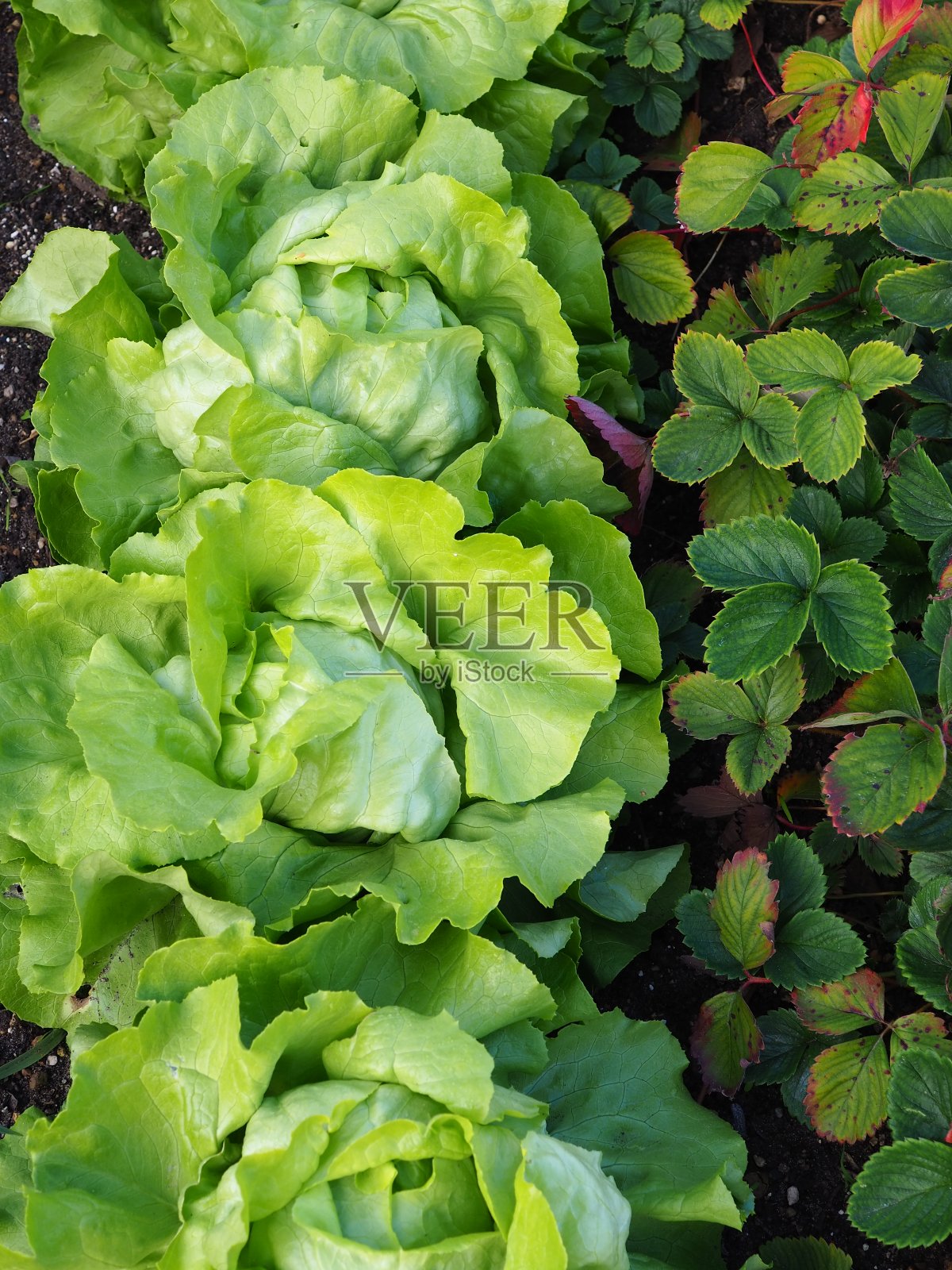 莴苣在花园里生长照片摄影图片