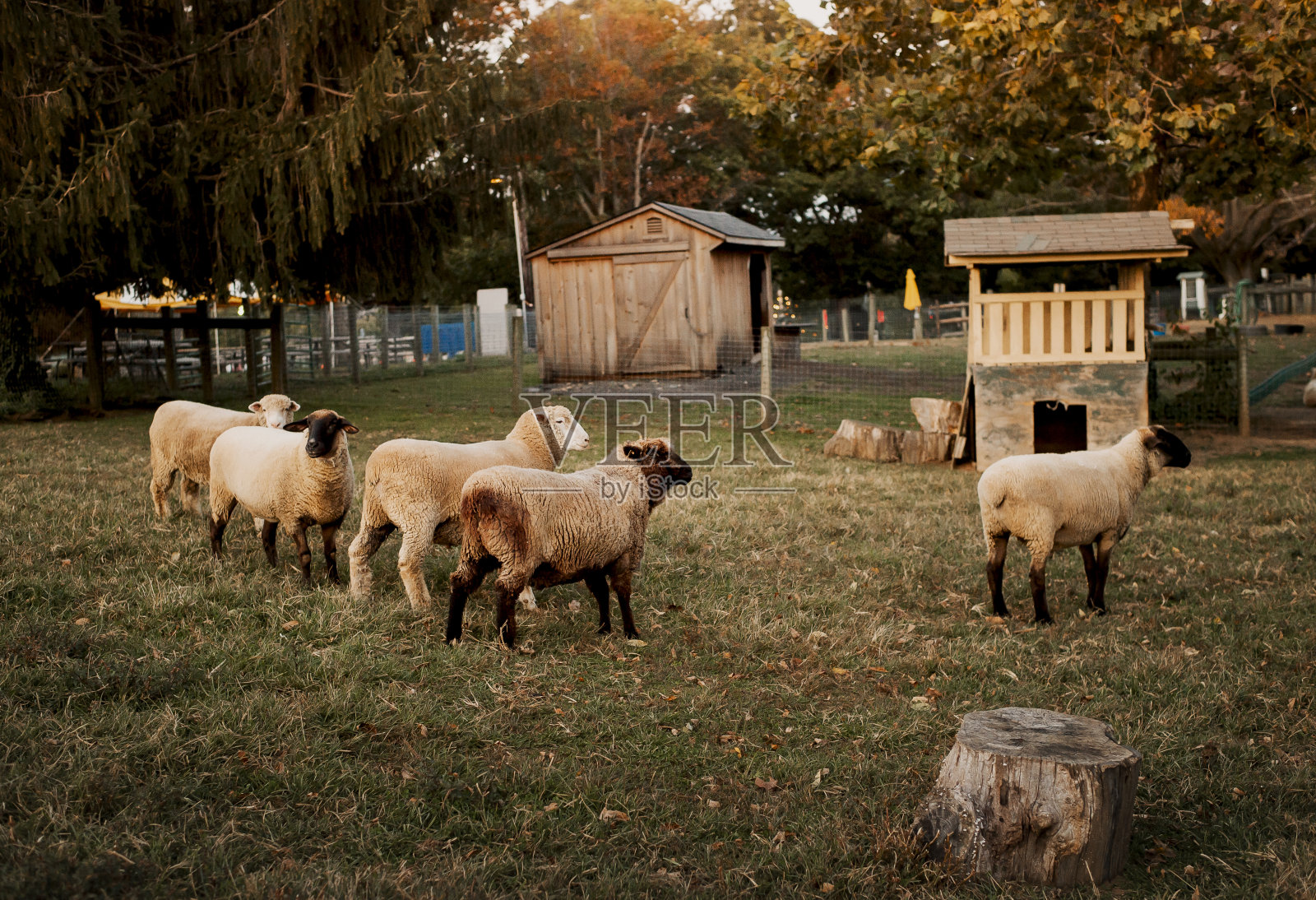 五只绵羊在宠物动物园农场照片摄影图片