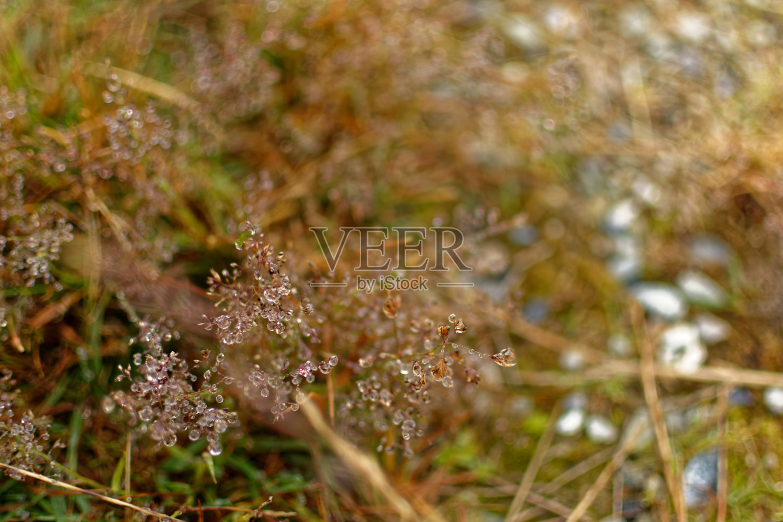 露滴照片摄影图片