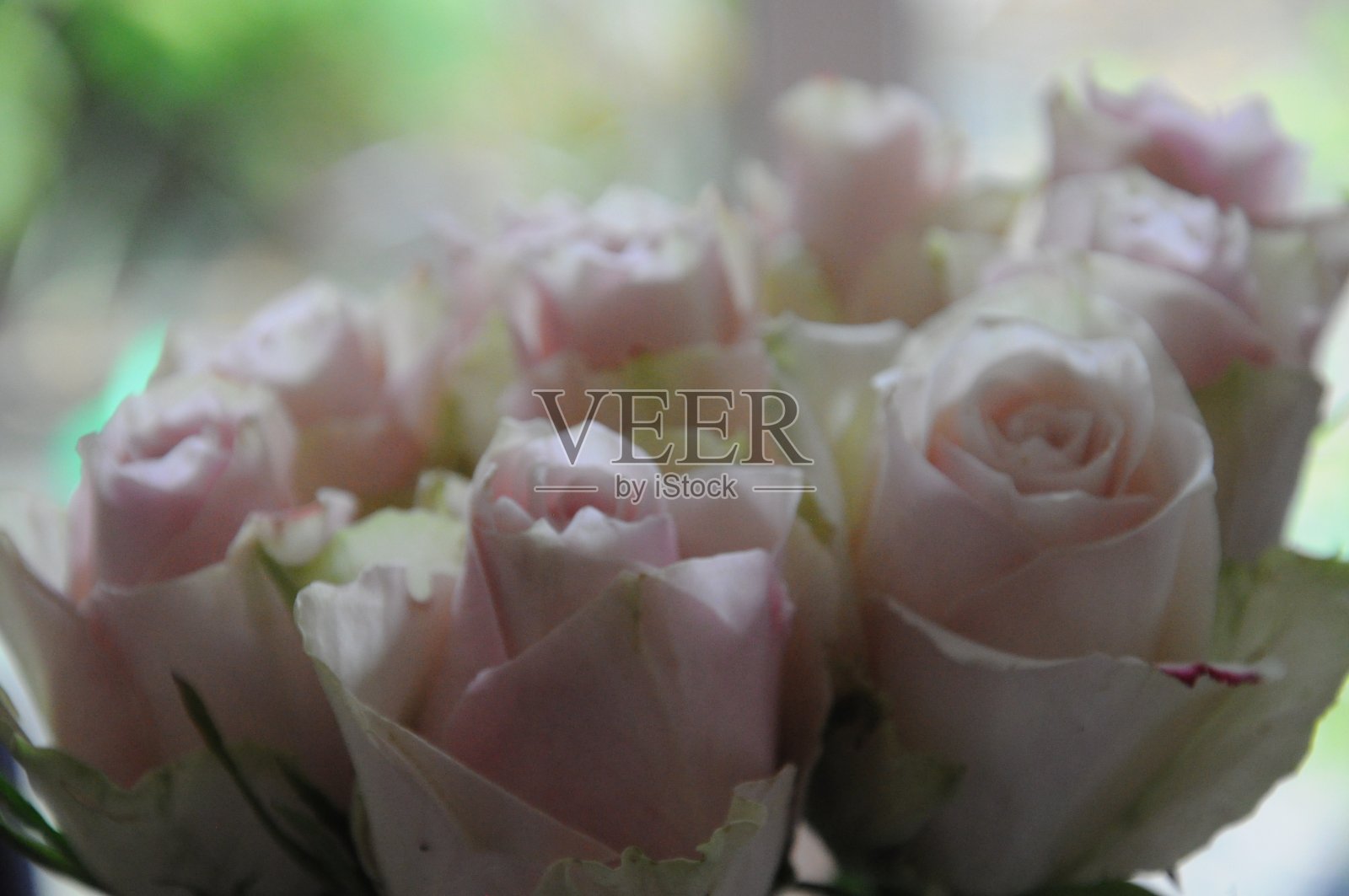 玫瑰照片摄影图片