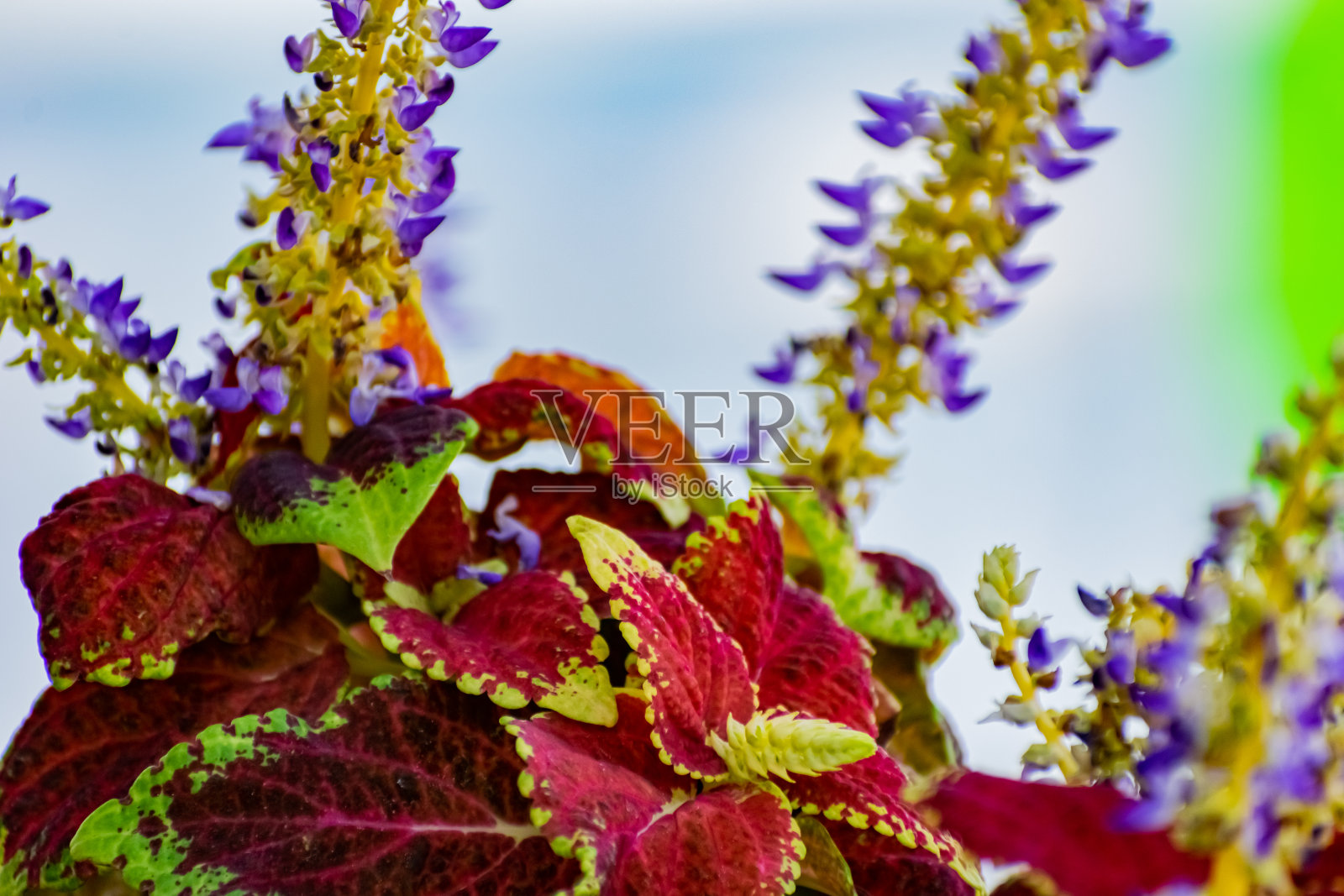 美丽多彩的花在植物和灌木上。颜色组合和花束不同的形状，大小和品种与绿色的叶子。照片摄影图片