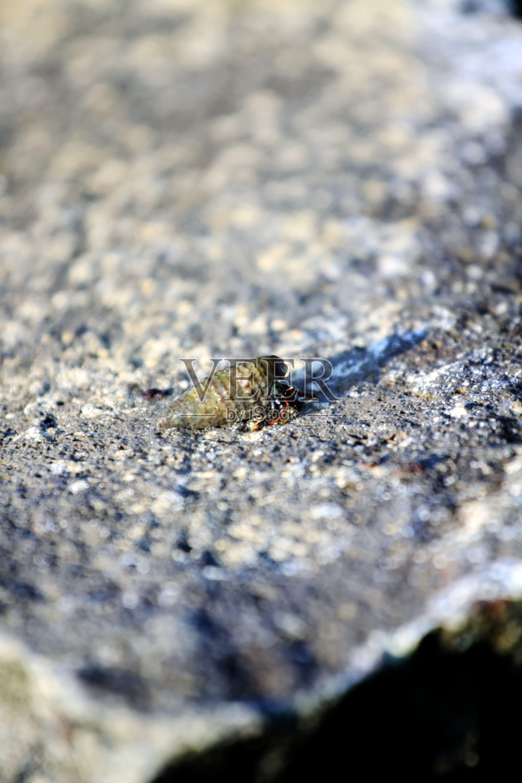安耶海滩上的寄居蟹照片摄影图片