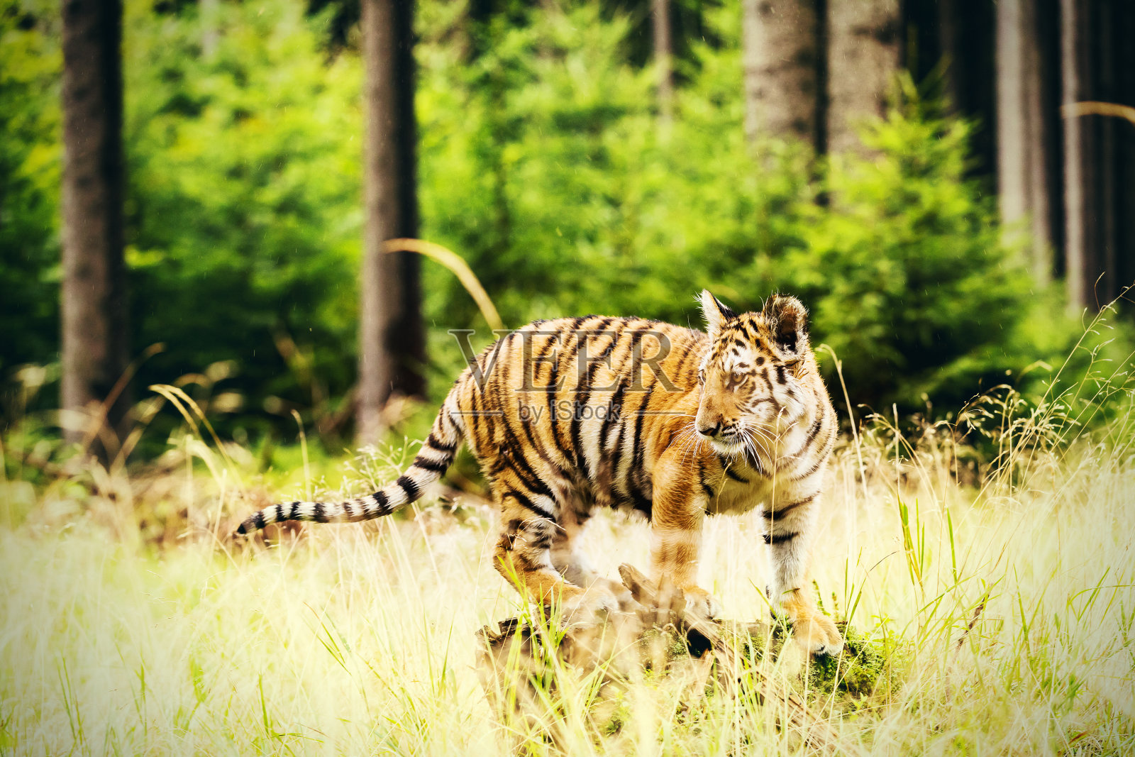 森林中的东北虎(Panthera tigris tigris)又称东北虎(Panthera tigris altaica)，是森林中的年轻雌虎。照片摄影图片