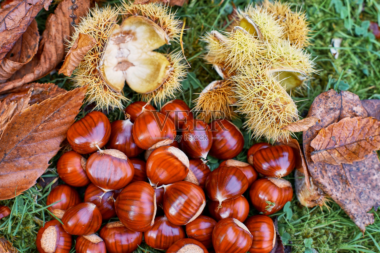 板栗有多刺的杯状叶和秋天的叶子照片摄影图片