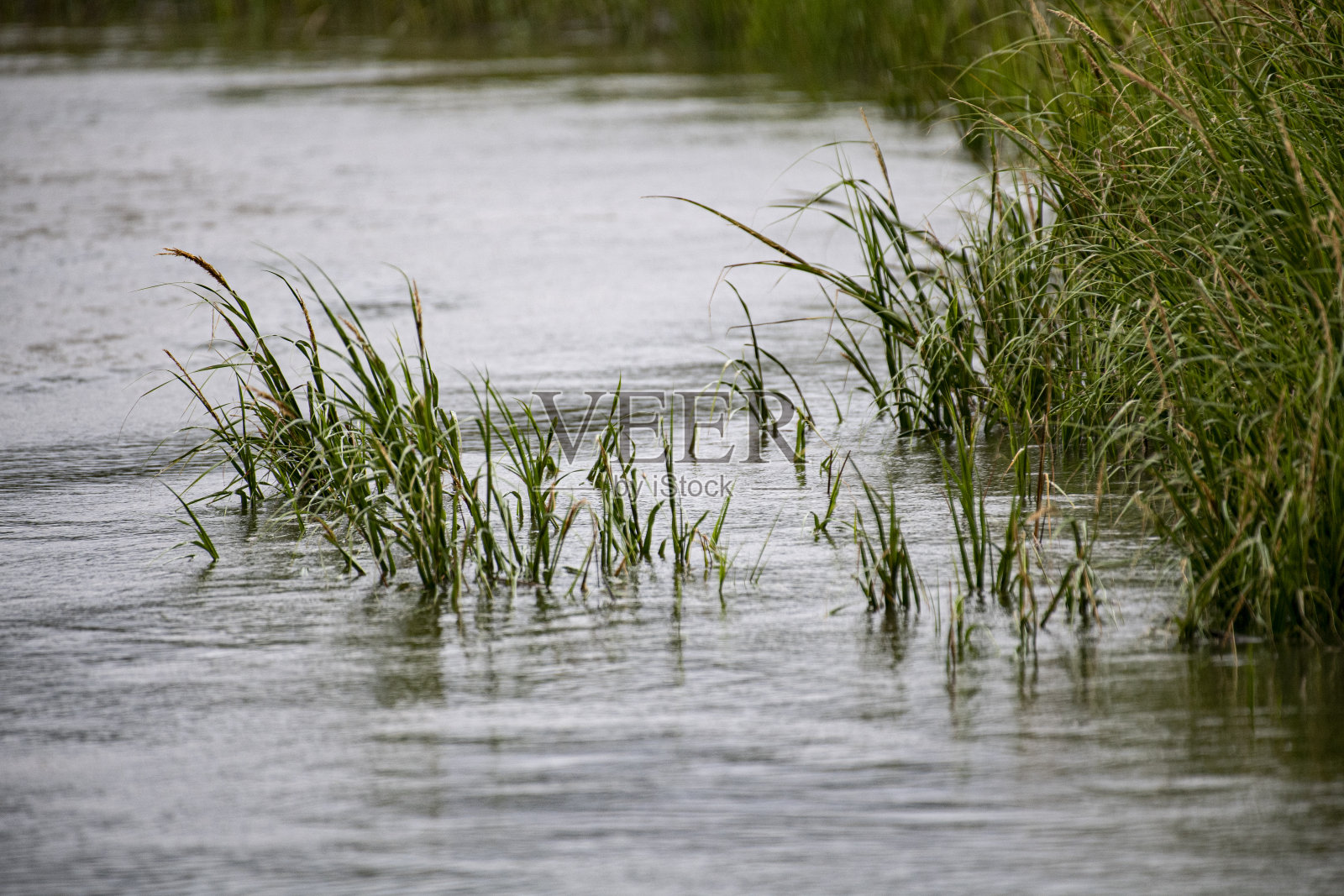 靠近潮间带的沼泽草照片摄影图片