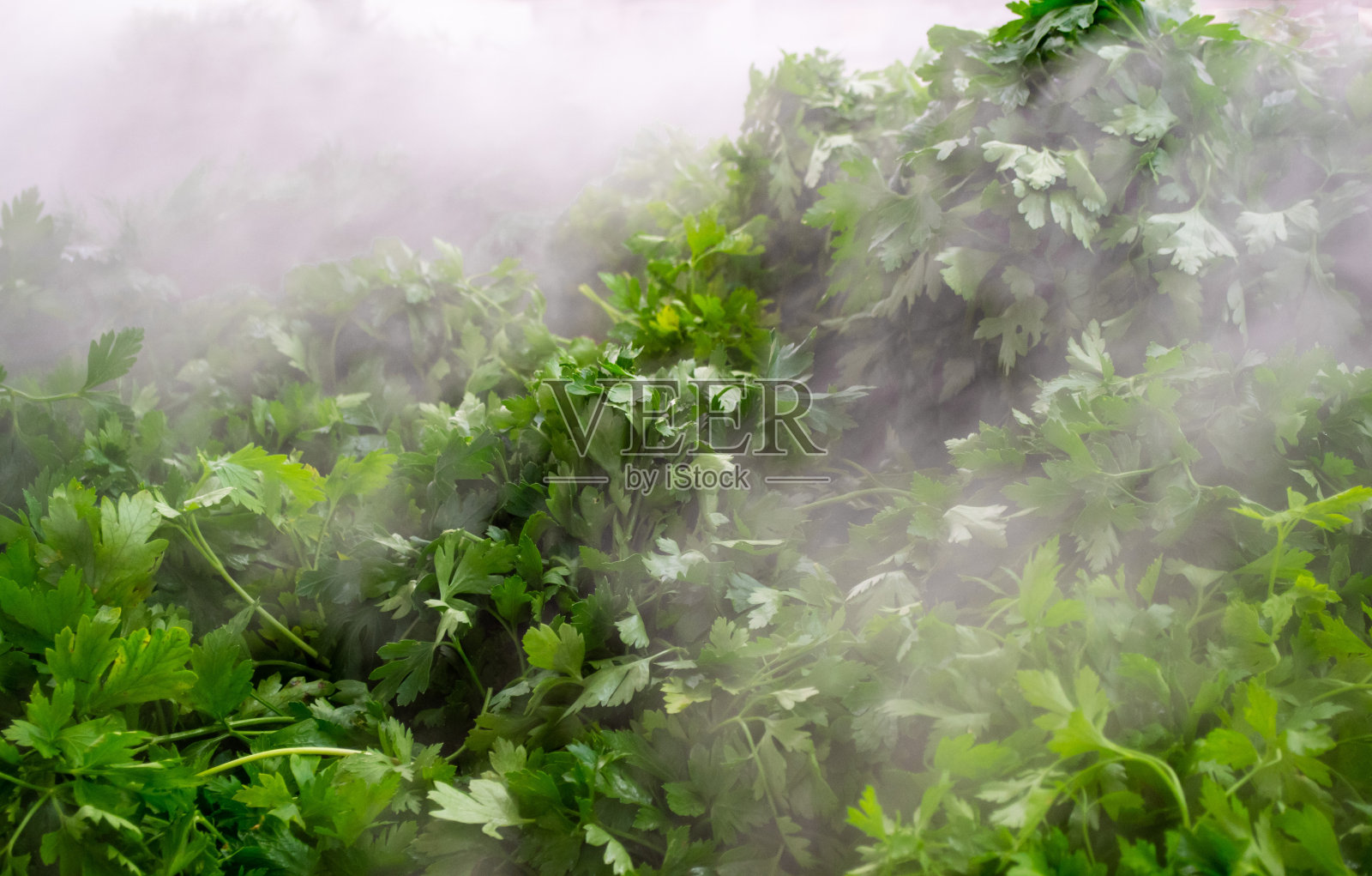 用喷雾系统将成捆的欧芹放在篮子里以保持蔬菜的新鲜照片摄影图片