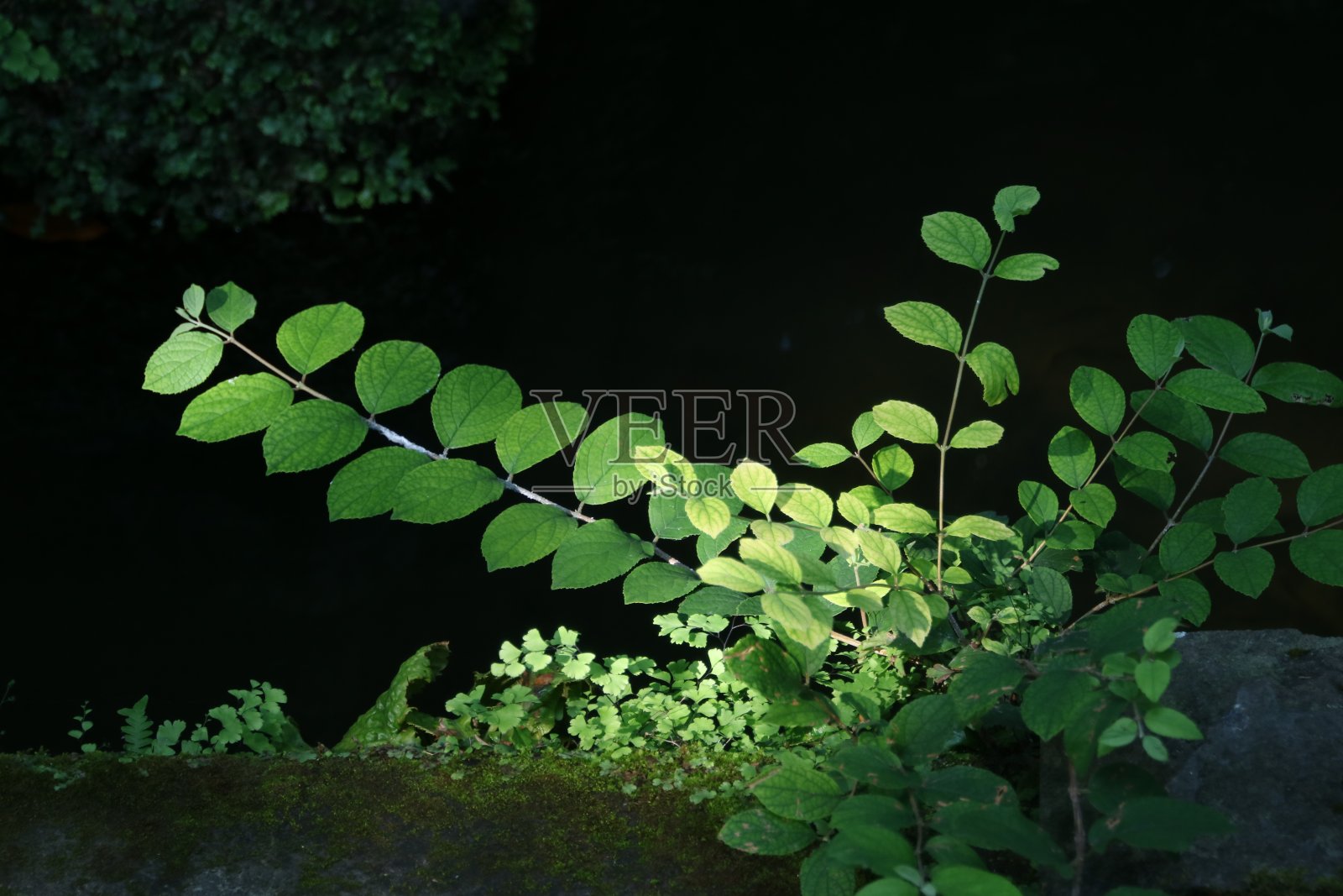 阳光照射下的小草照片摄影图片