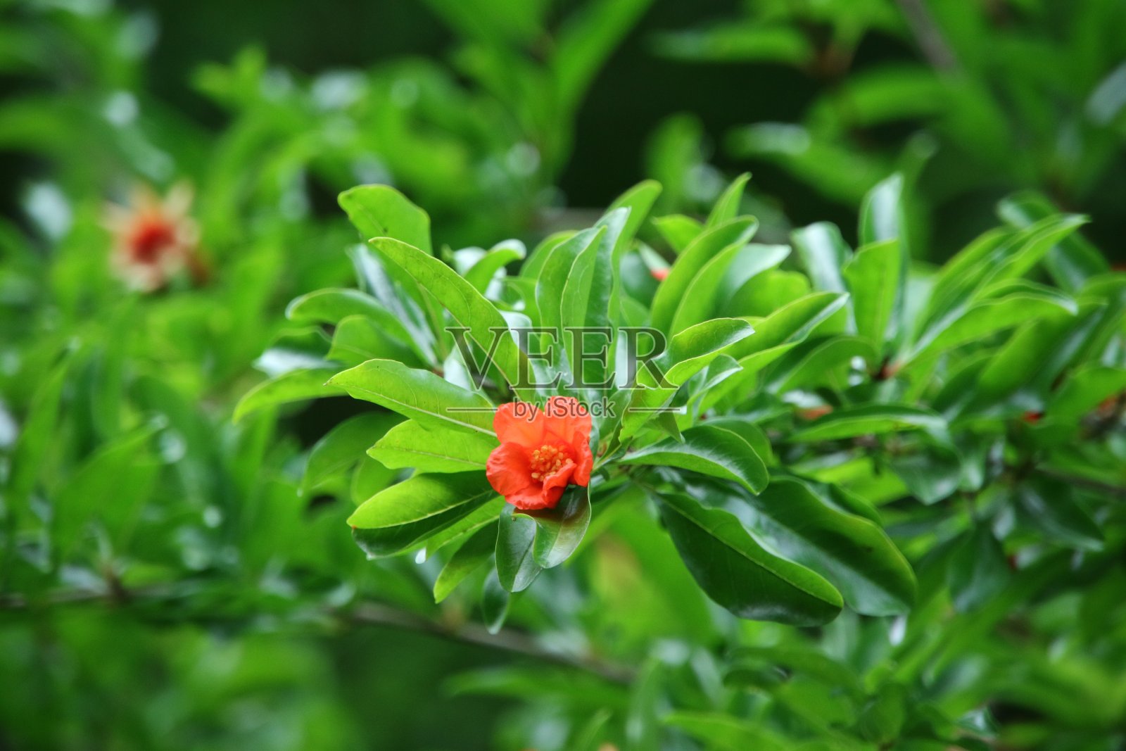 石榴花照片摄影图片